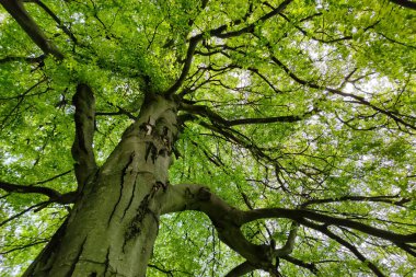Dalları, yeşil yaprakları ve açık gökyüzü olan görkemli bir ağacın alçak açılı görüntüsü.