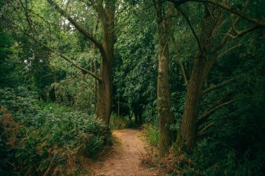 Yoğun bir ormanda doğal bir patika manzarası.