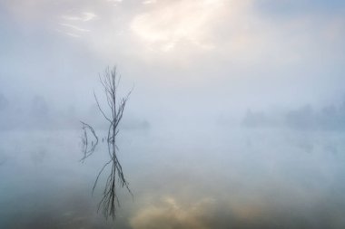 Wyaralong Barajı, Queensland, Avustralya 'da gün doğumunda yalnız bir ağaç.