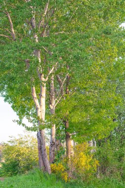 Yoğun yeşil bir ormanın güzel manzarası