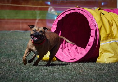 Köpek çevikliği alanında birçok engel var. Köpekler bir aktiviteden diğerine hızla geçiyorlar. Çok eğleniyorlar..