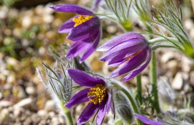 A close-up of beautiful Pulsatilla grandis flowers in a spring meadow