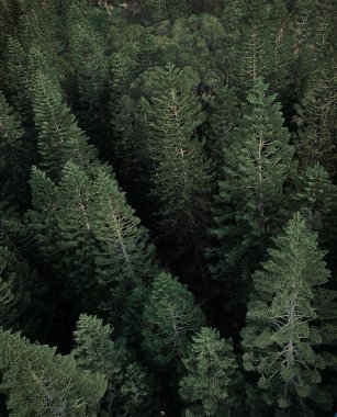 A high angle shot of a dark forest with conifer tree species