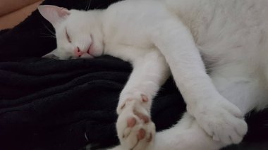 Çeşitli evcil hayvanlar ve hayvanlar farklı yerlerde farklı şeyler yapıyorlar.