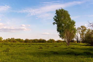 Mavi bulutlu gökyüzüne karşı ağaçlı ve bitkilerli yeşil çimlerin güzel manzarası
