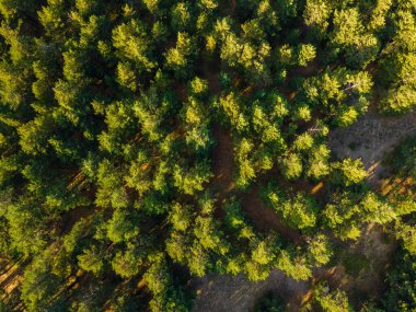 Yaz akşamları yeşil orman manzarası..