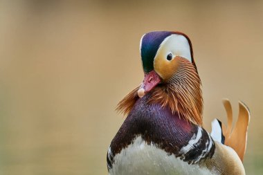 The mandarin duck is a perching duck species native to the East Palearctic. It is closely related to the North American wood duck