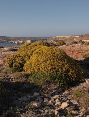 Environmental portrait of roughly hemispherical endemic subspecies of the Yellow kidney-vetch Anthyllis hermanniae ssp webbii  shrubs in their habitat
