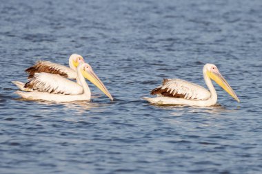 Suda yüzen iki Dalmaçyalı pelikan (Pelecanus crispus)