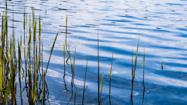 Bir gölün mavi sularında büyüyen yeşil çimenlerin yakın çekimi
