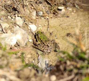 Dallar ve taşlarla çevrili ıslak çamurlu bir yüzey üzerinde bataklık kurbağa türünün yüksek açılı bir görüntüsü.