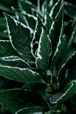 Clethra Barbinervis 'in (Japon Clethra) yeşil yapraklarının sığ bir odağı