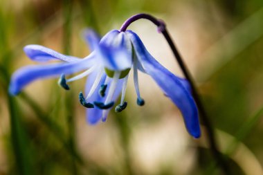 Bulanık doğal arka planda çiçek açan mavi çiçeğin detaylarına yakın çekim.