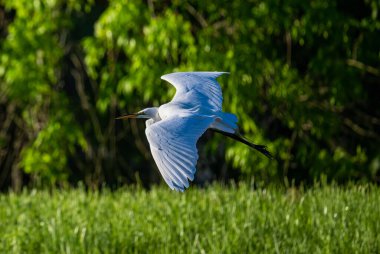 Doğulu büyük bir balıkçıl için güzel bir kare.