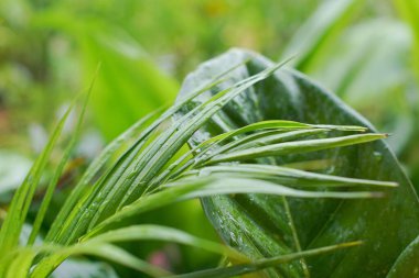 A closeup shot of waterdrops on leaves