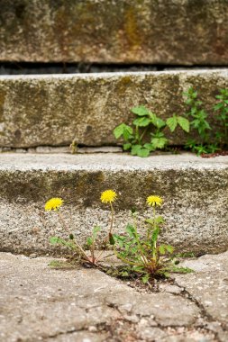 A vertical shot of old stairs with field flowers grown on it