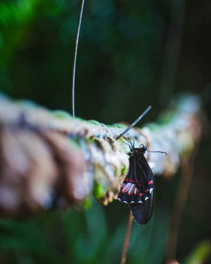 A vertical selective focus shot of a beautiful black butterfly with red  and white spots outdoors