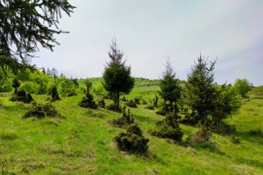 Some spruce trees in a green valley