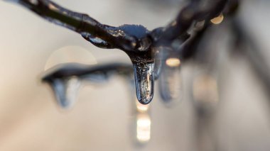 Donmuş ağaç dalının yakın plan çekimi.