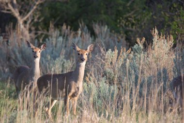 A pair of mule deer at Theodore Roosevelt National Park, North Dakota