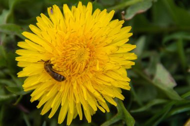 A macro shot of a yellow dandelion flower with a bee growing in a meadow