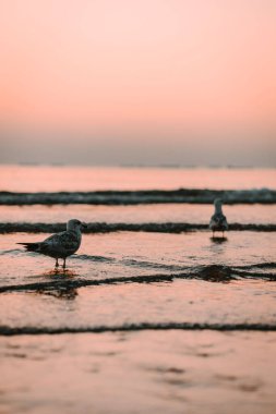 Sahildeki martıların dikey çekimi güzel bir günbatımı arka planına karşı.