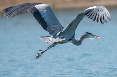 Uçan büyük mavi balıkçılın yakın çekimi.