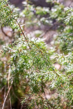 A vertical shot of green leaves of common juniper on branches against a blurred background