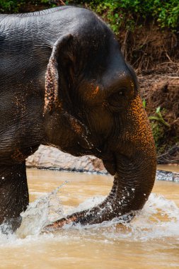 Asya filinin dikey yakın çekimi, Elephas Maximus nehirde banyo yapıyor..