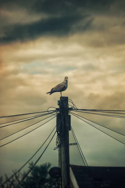 Vertical Shot European Herring Gull Perched Electric Pole Wires — Stock Photo, Image