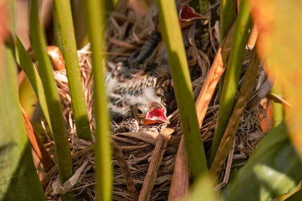 Closeup Red Winged Black Bird Chick Grass —  Fotos de Stock
