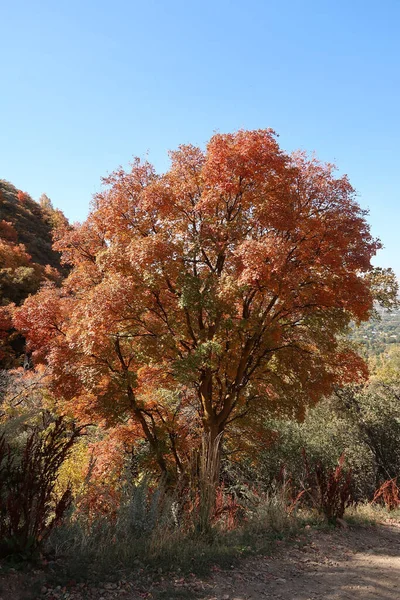 米国ユタ州の晴れた日に秋にオレンジの葉を持つ木の垂直ショット — ストック写真