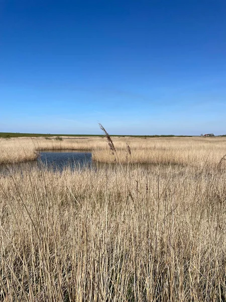 Vertical Shot Field Grass Small Pond Blue Sky — Stock Photo, Image