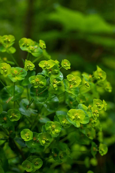 緑の発芽植物の垂直閉鎖ショット — ストック写真
