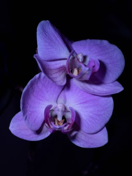 Tiro Close Vertical Uma Orquídea Traça Violeta Phalaenopsis Amabilis Seguidor — Fotografia de Stock