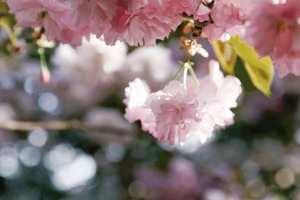 Een Closeup Shot Van Een Rose Kers Bloesem Boom Tak — Stockfoto