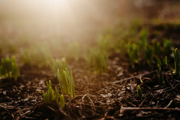 Closeup Shot Grass Growing Soil Getting Warmth Sun — Stock Photo, Image