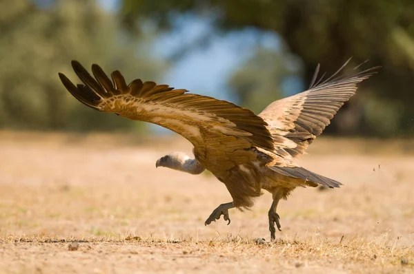 Selective Focus Shot Griffon Vulture Gyps Fulvus — Stock Photo, Image