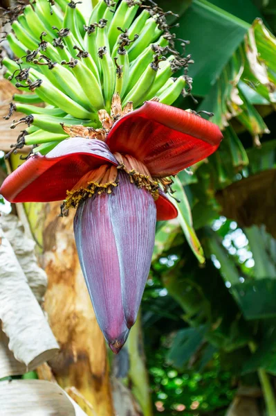 Bunch Bananas Hanging Foot Banana Navel —  Fotos de Stock