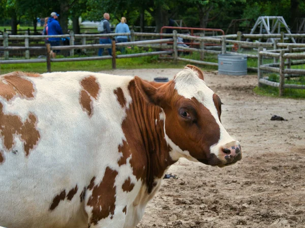 Closeup Dairy White Brown Cow Farm — Foto de Stock