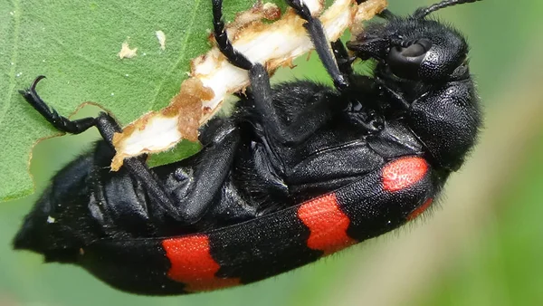 Selective Focus Shot Blister Beetle Eating Leaf — Stock Photo, Image