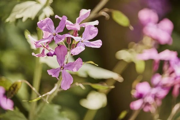 Lunaria Anua Pink Flower Selective Focus Shot Garden — Fotografia de Stock