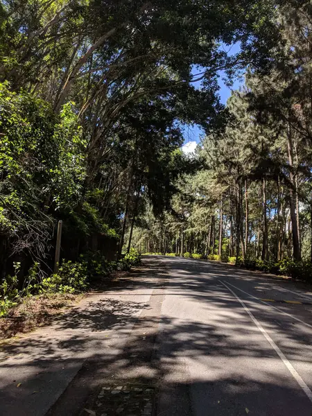 木のある道の美しいショット — ストック写真