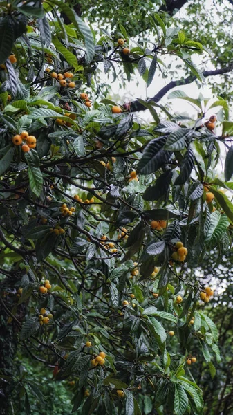 A vertical shot of a Loquat tree with growing fruits