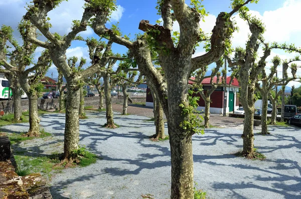 Groups Pruned Platan Plane Trees Spring Casting Fanciful Shadows Ground — Stock Photo, Image