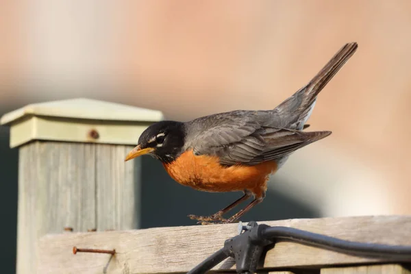 Closeup American Robin Perched Wooden Surface Turdus Migratorius — Stock Photo, Image