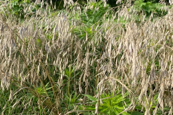 Closeup Wild Oat Plants Growing Field Countryside Surrounded Lush Green — Stock Photo, Image