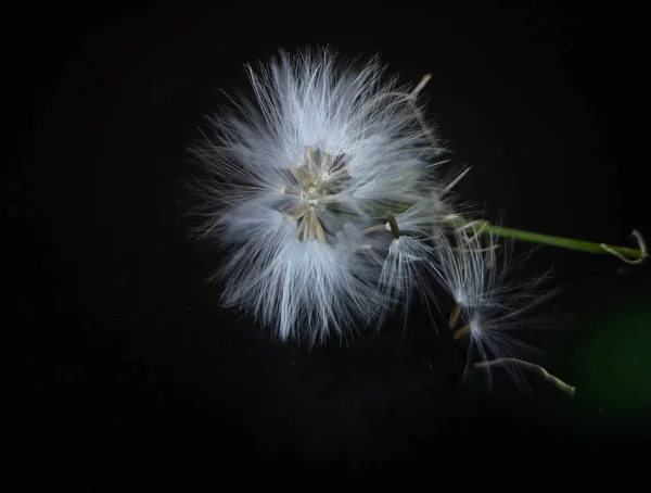 一朵白色的蒲公英状的花 在黑暗中被隔离 选择性聚焦宏观移动摄影 壁纸艺术 复制空间 离境或死亡概念 — 图库照片