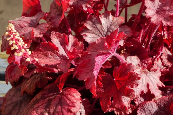 Heucherella Peach Tea Vårsolen Storbritannien — Stockfoto