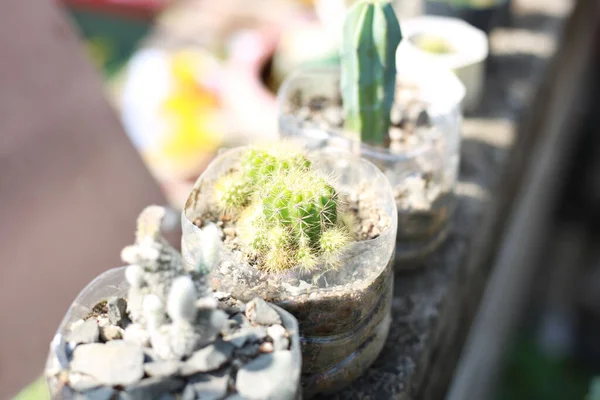 Primer Plano Pequeños Tipos Diferentes Plantas Cactus Botellas Plástico Cortadas — Foto de Stock